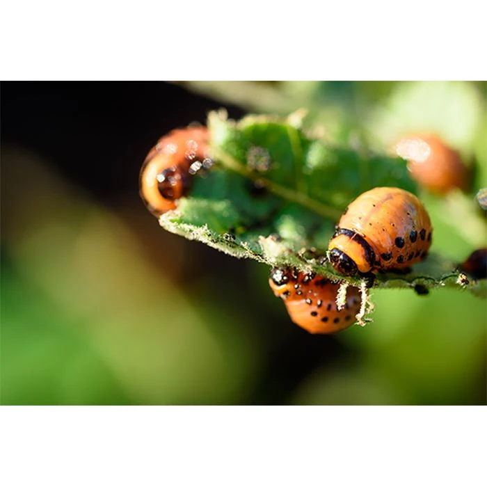 Ecostyle Aaltjes Tegen Coloradokever 100 M² 2 Ecostyle Aaltjes Tegen Coloradokever 100 M² - Afbeelding 2