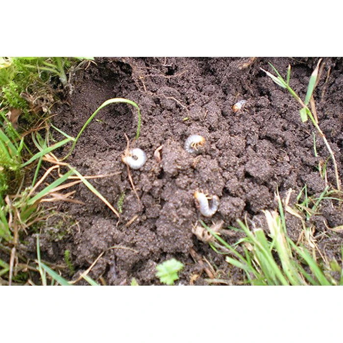 Ecostyle Aaltjes Tegen Engerlingen 50 M² 2 Ecostyle Aaltjes Tegen Engerlingen 50 M² - Afbeelding 2