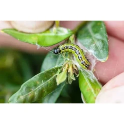 Ecostyle Aaltjes Tegen Rupsen Van De Buxusmot 20 M² -Tuin Thuis Verkoop ecostyle aaltjes tegen rupsen van de buxusmot 20 m 1612379851 2 l