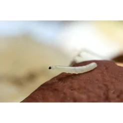 Ecostyle Aaltjes Tegen Varenrouwmug 25 M² -Tuin Thuis Verkoop ecostyle aaltjes tegen varenrouwmug 25 m 600x400 6239a8b3930d1 l