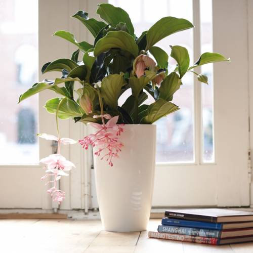 Tuin Thuis Verkoop -Tuin Thuis Verkoop brussels diamond round high d27cm white elho UK 500 0022651